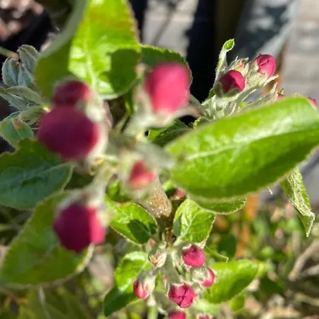 Overkamps - Odernheim Апартаменты Odernheim am Glan